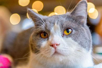 《Chaos Islands》Steam页面上线 卡牌构建+塔防